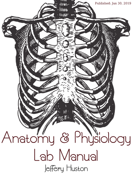 Lab Manual in Human Anatomy 2E: Complete Manual for both Live and Remote Classes cover photo