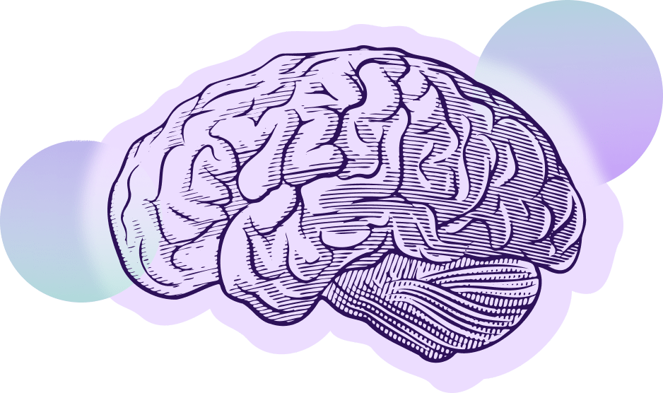 brain illustration